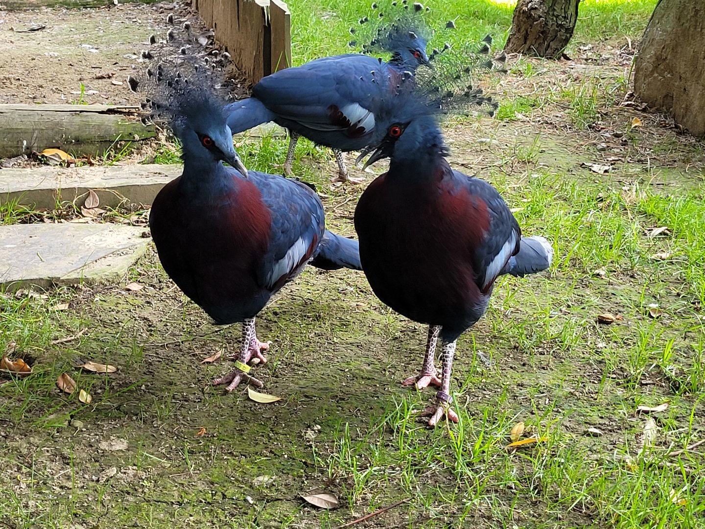 Victoria crowned-pigeon -Parc Animalier des Pyrénées (2023)