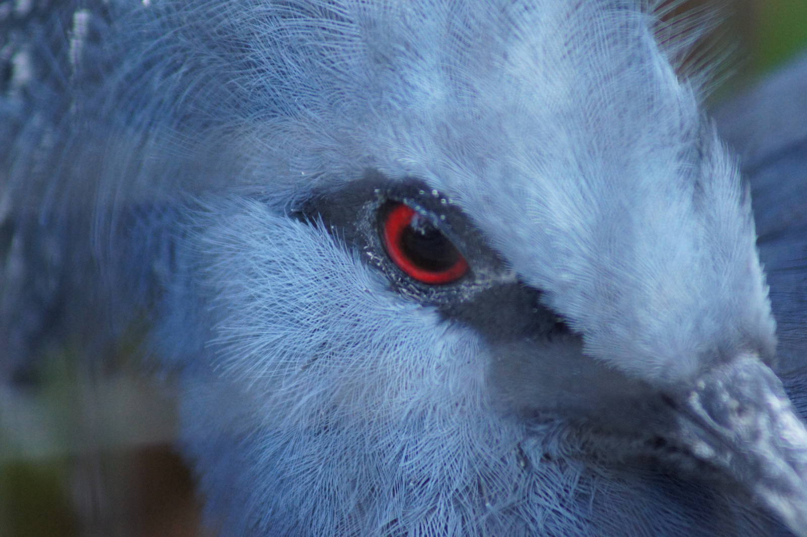Victoria Crowned Pigeon 'Patrick'