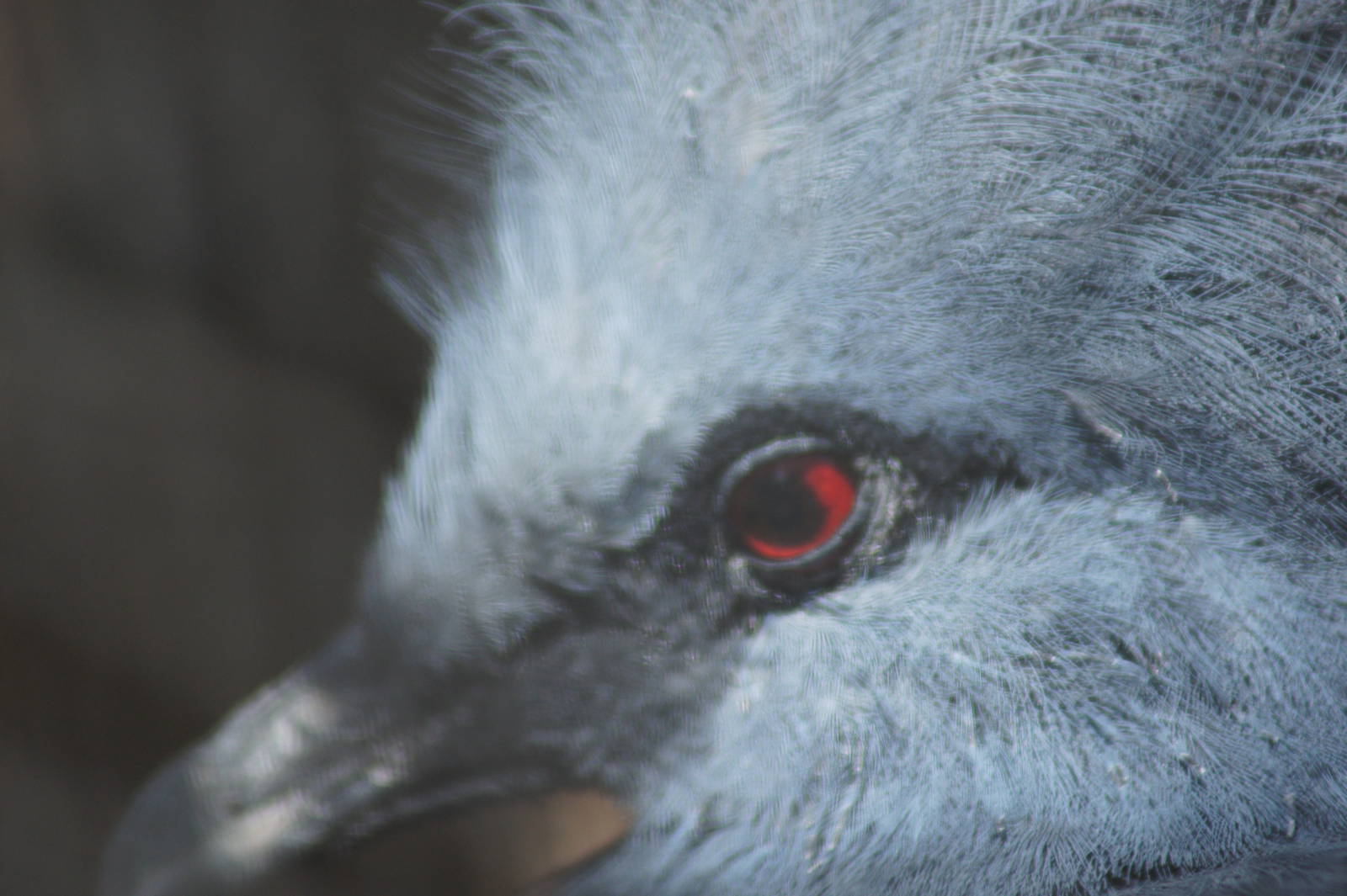 Victoria Crowned Pigeon 'Patrick'
