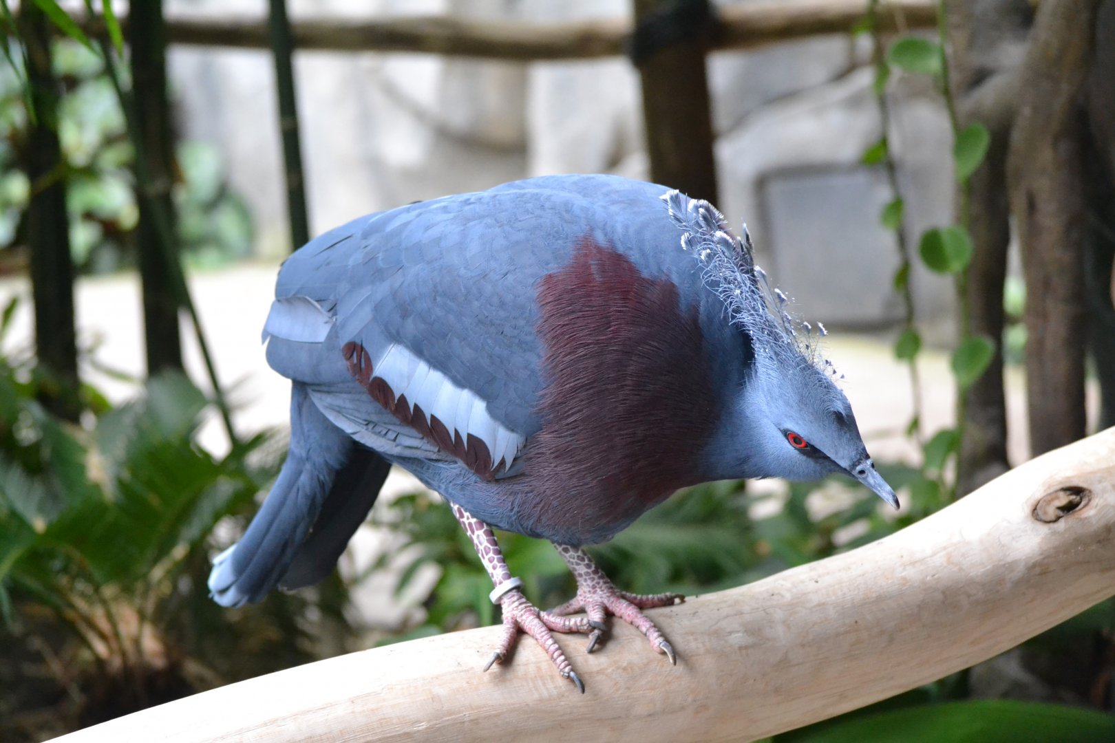 Victoria Crowned Pigeon - September 2017