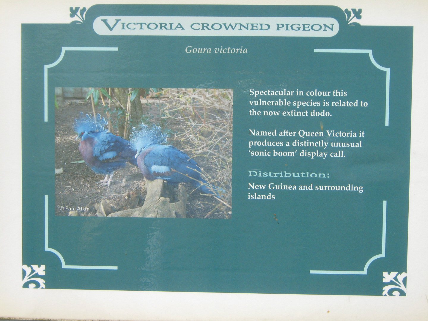 Victoria Crowned Pigeon Sign