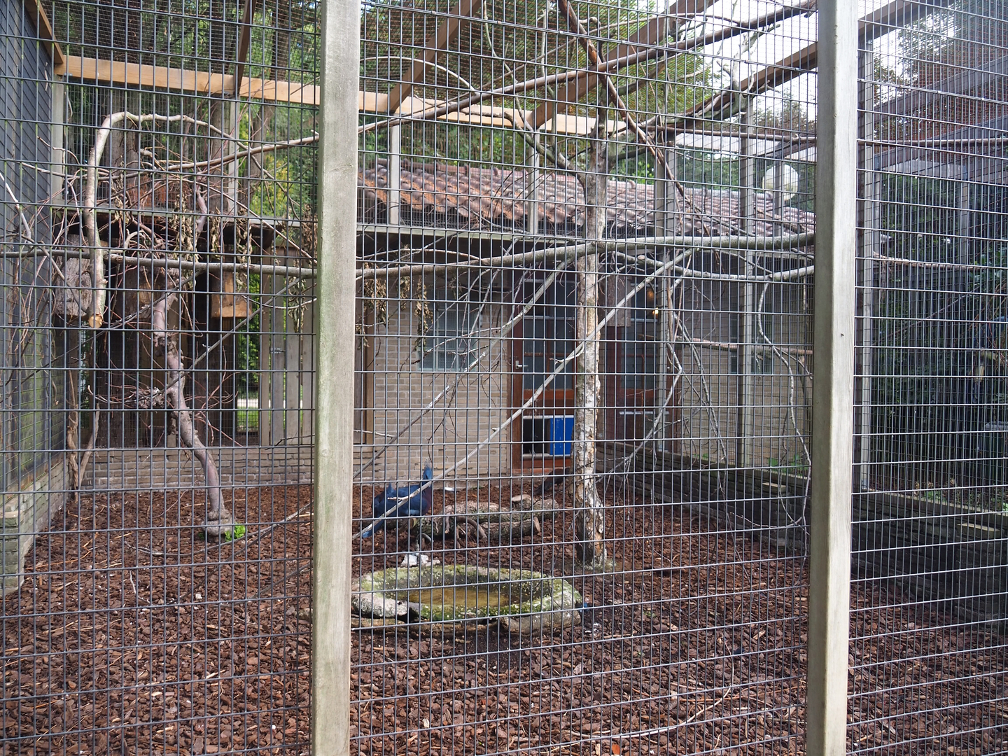 Victoria crowned pigeon, Silky starling and Mountain peacock-pheasant aviary, 2022-08-28