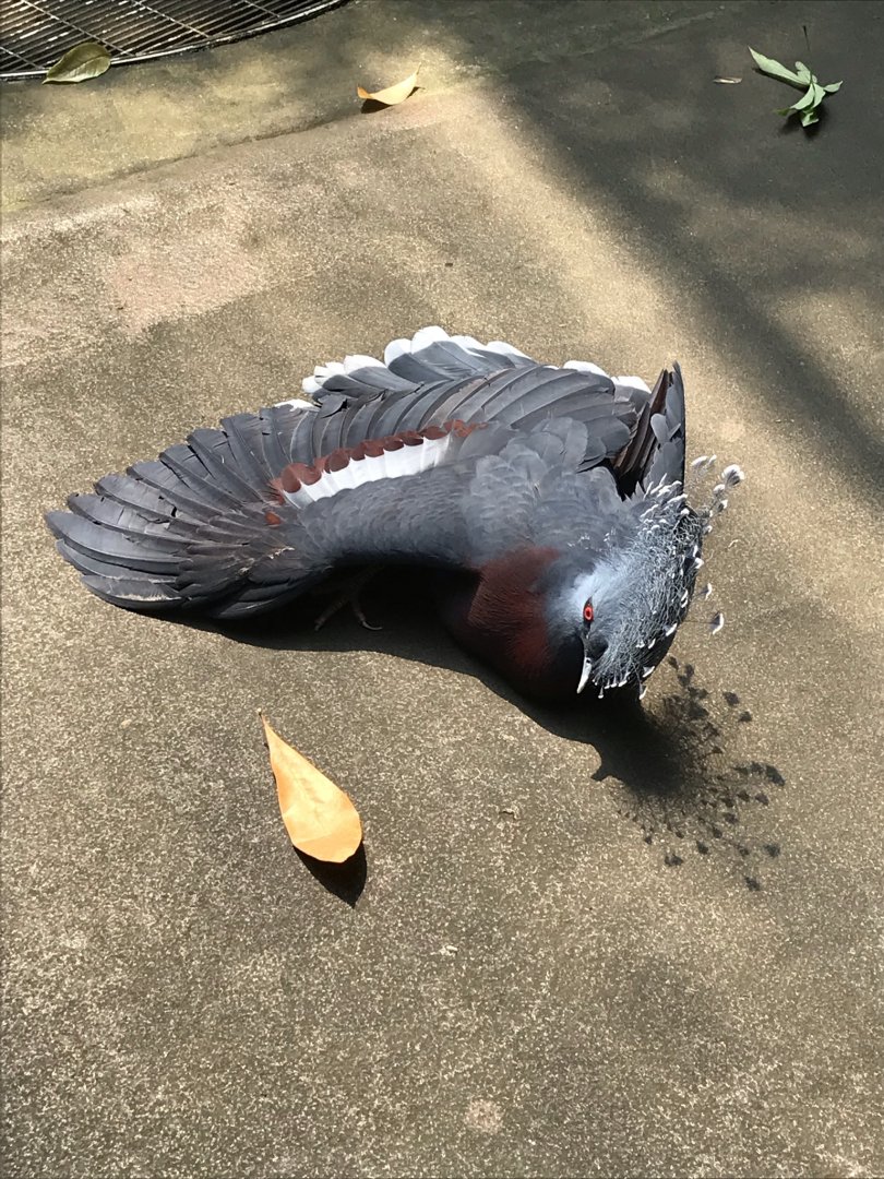Victoria Crowned Pigeon Sunbathing