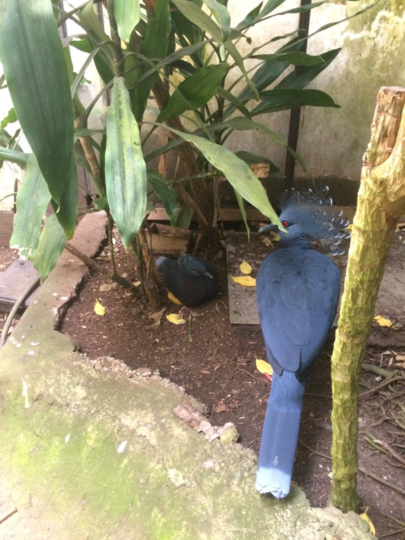 Victoria crowned pigeon with chick