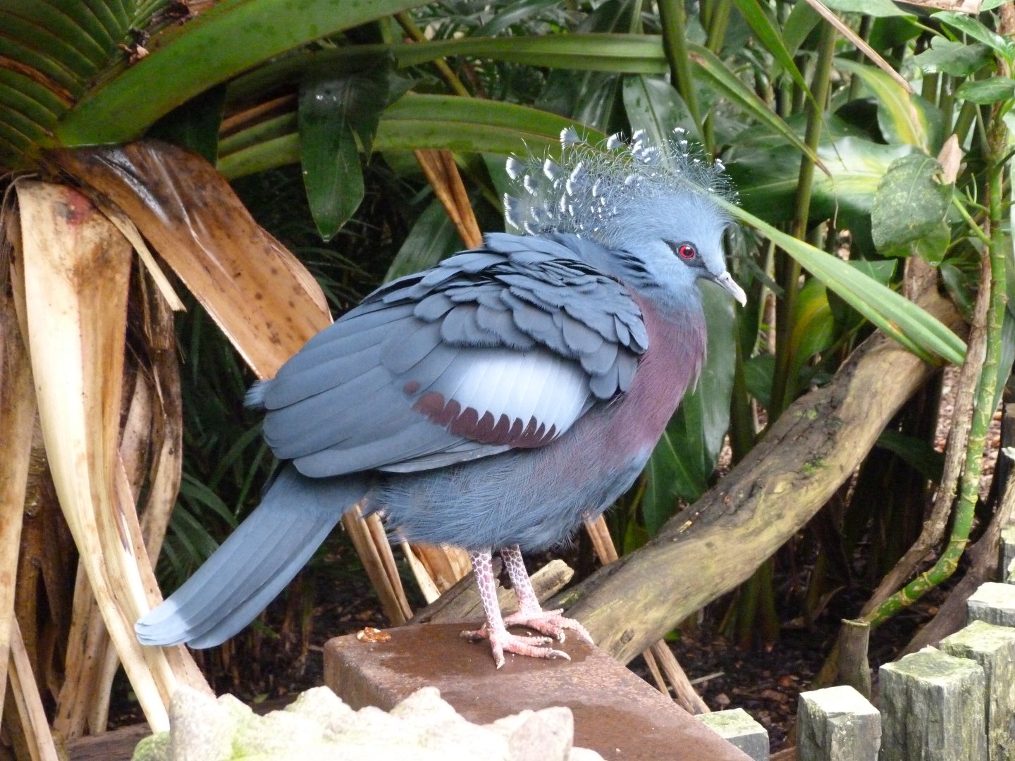 Victoria crowned-pigeon -Zoo d'Asson (2025)