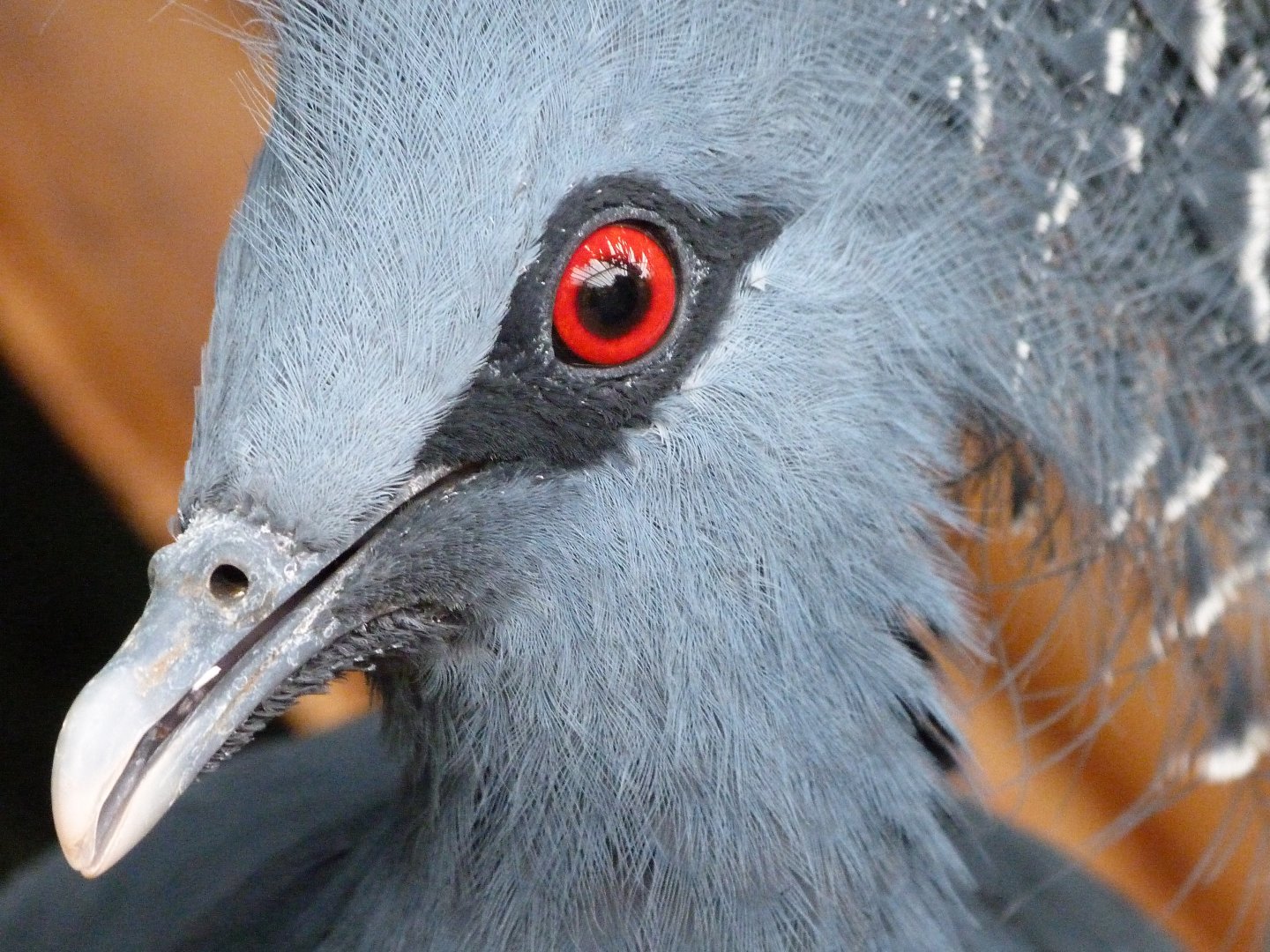 Victoria crowned-pigeon -Zoo d'Asson (2025)