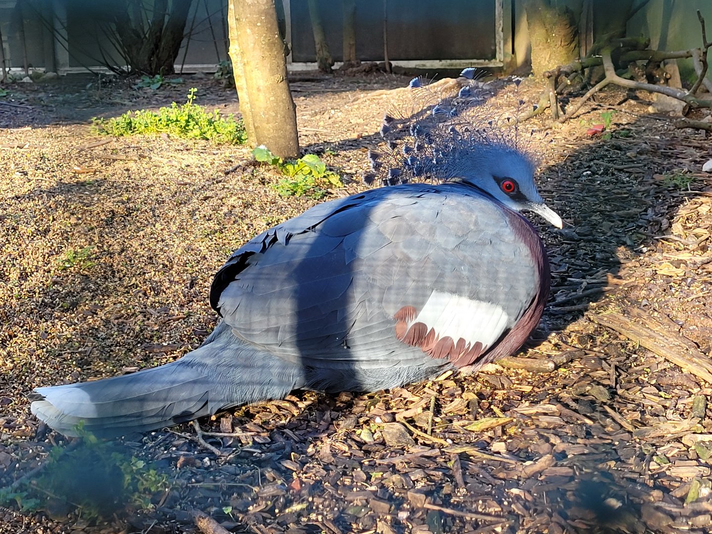 Victoria crowned-pigeon -Zoo de Santillana del Mar (2023)