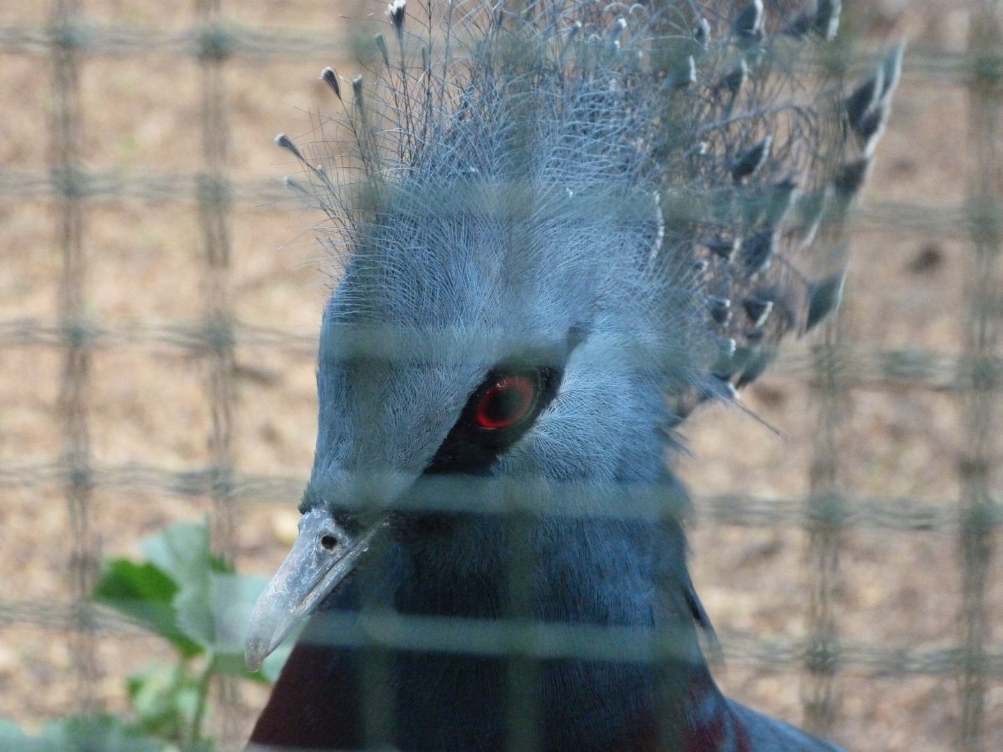 Victoria crowned-pigeon -Zoo de Santillana del Mar (2024)