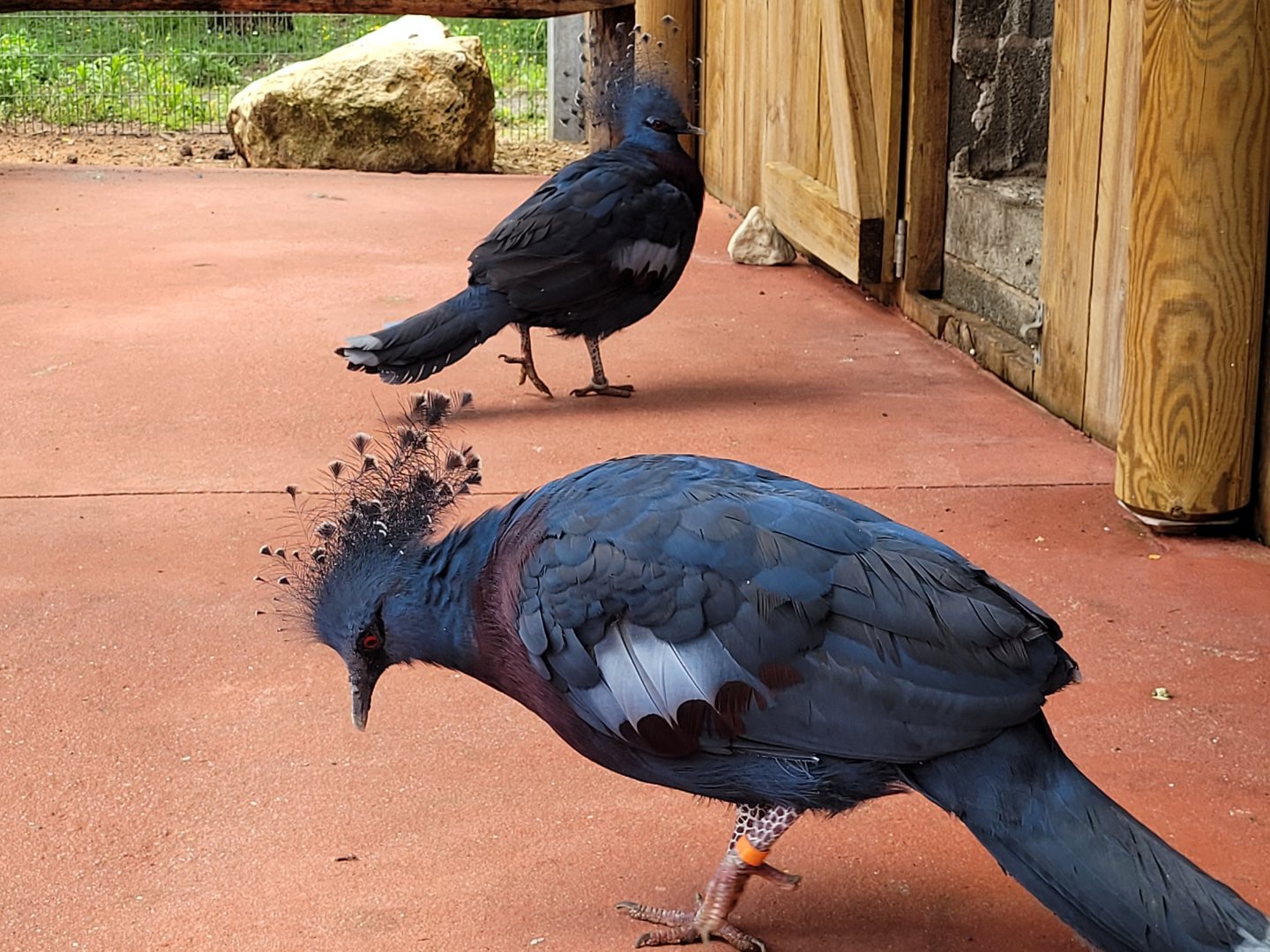 Victoria crowned-pigeon -Zoo du bassin d'Arcachon (2024)