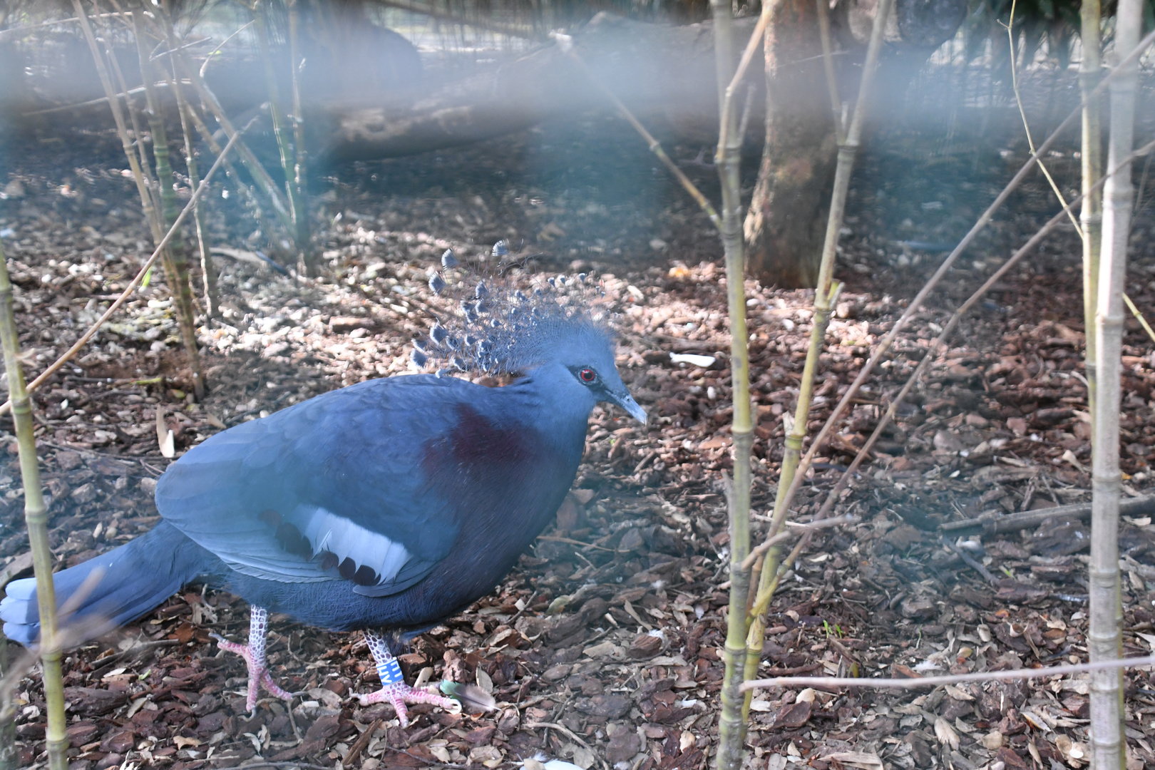 Victoria Crowned Pigeon (Zoo Lourosa)