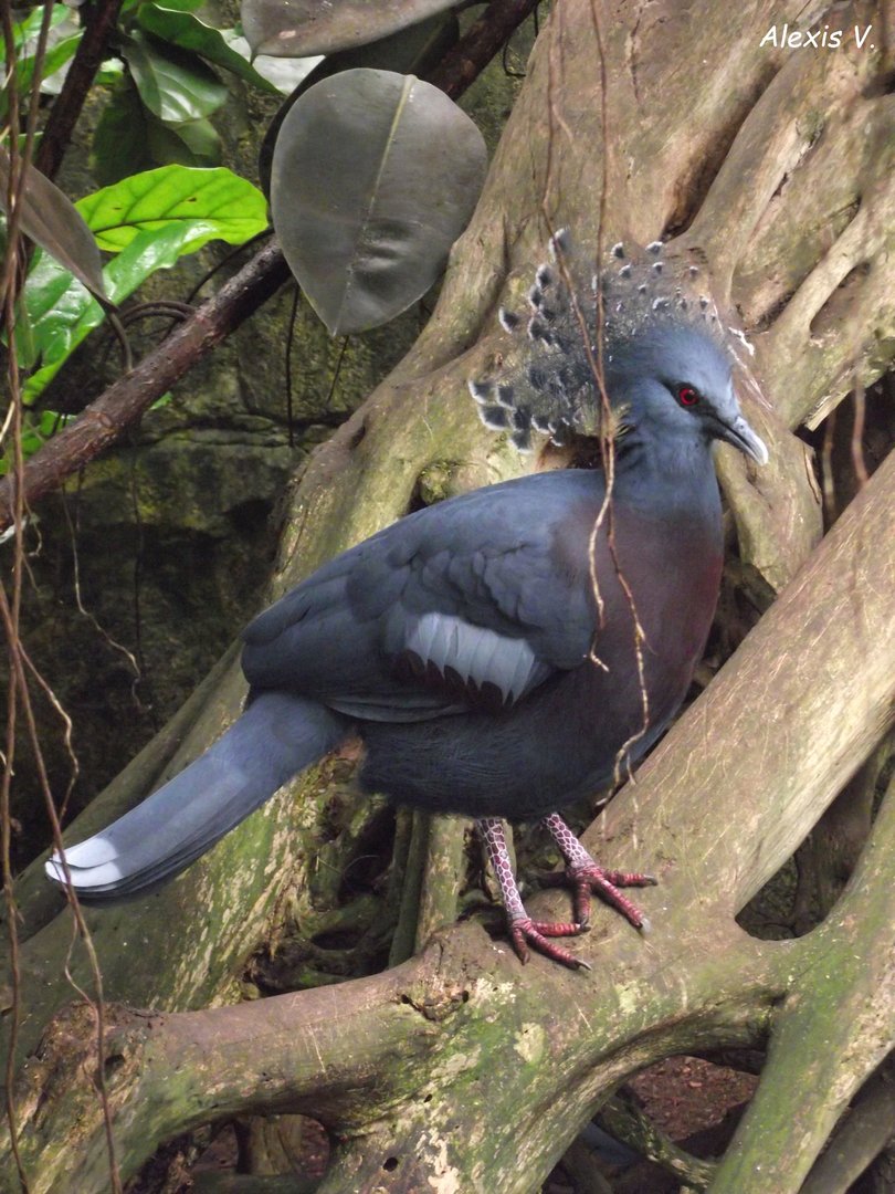 Victoria Crowned-Pigeon - Zooparc de Beauval - 05/2021