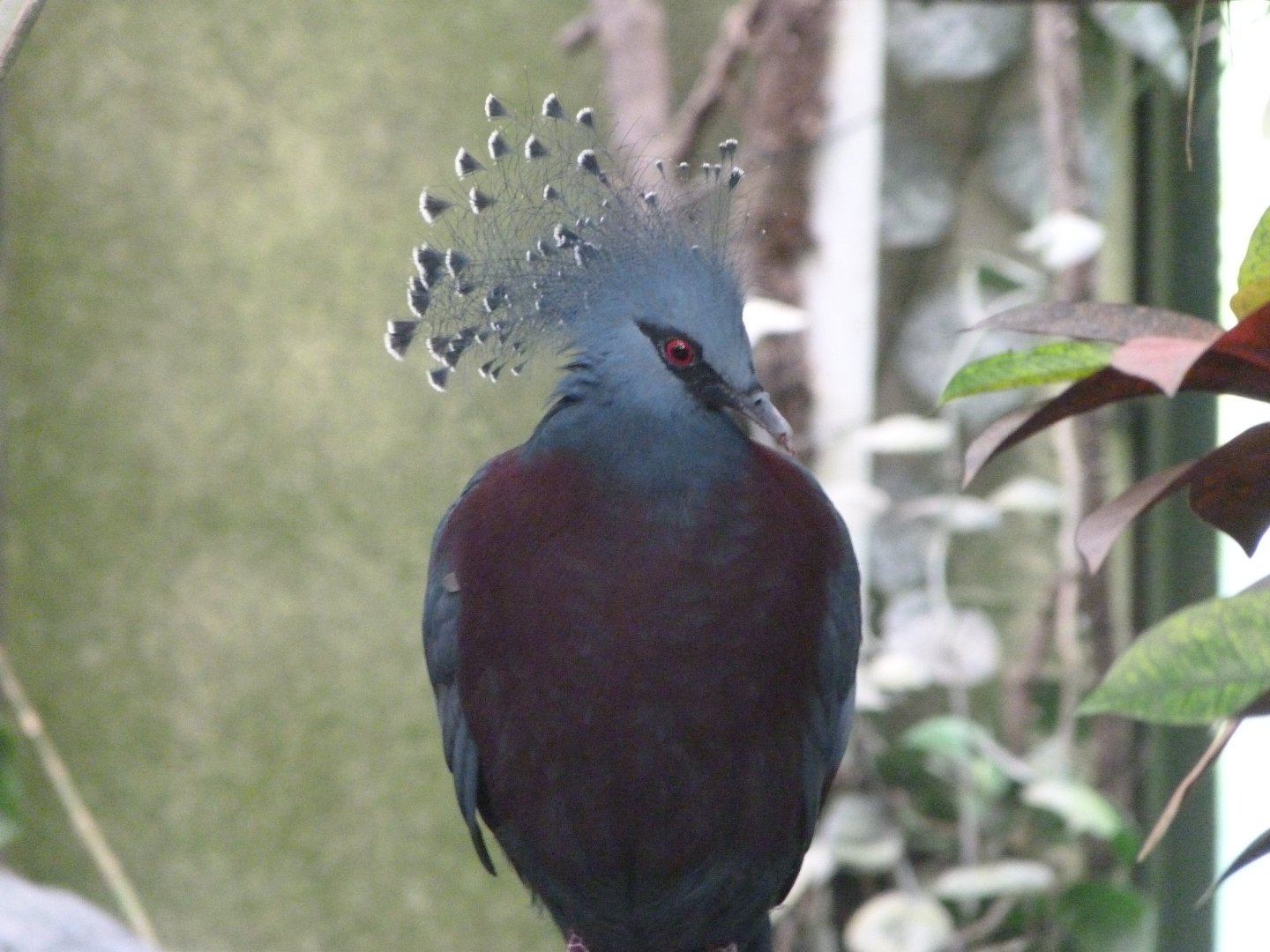 Victoria crowned-pigeon -ZooParc de Beauval (2025)