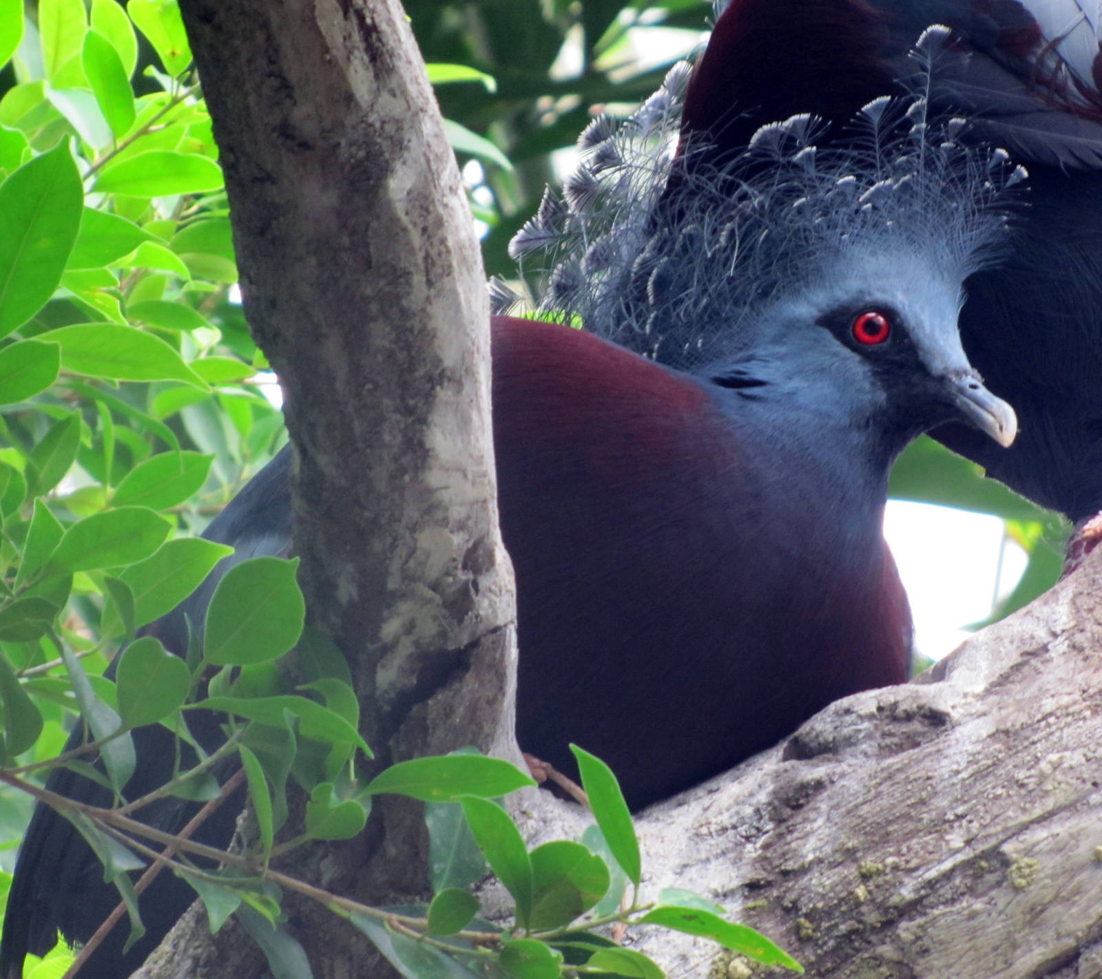 Victoria Crowned Pigeon.