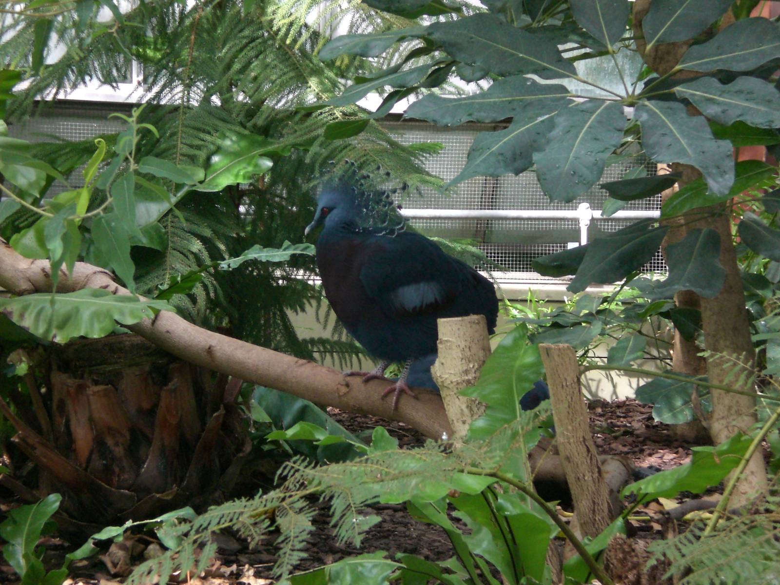Victoria Crowned Pigeon