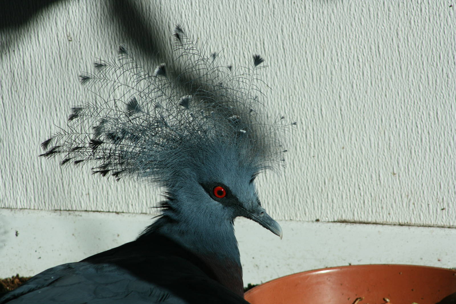 Victoria Crowned Pigeon