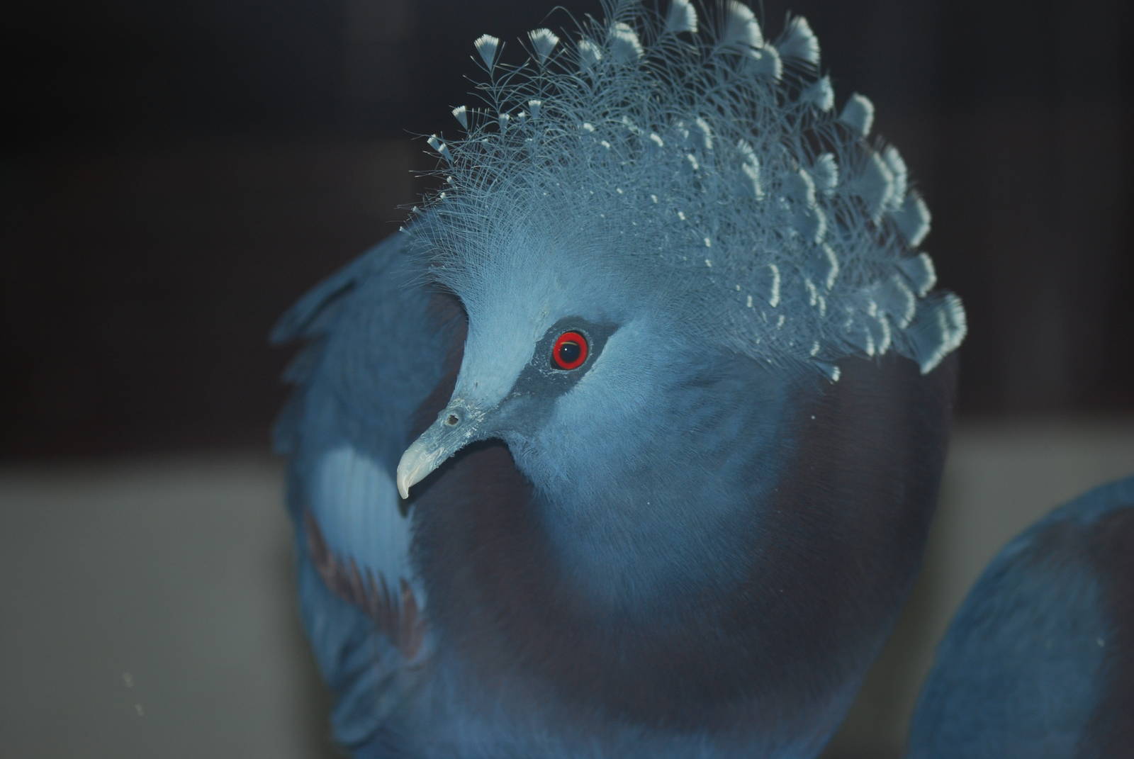 Victoria crowned pigeon