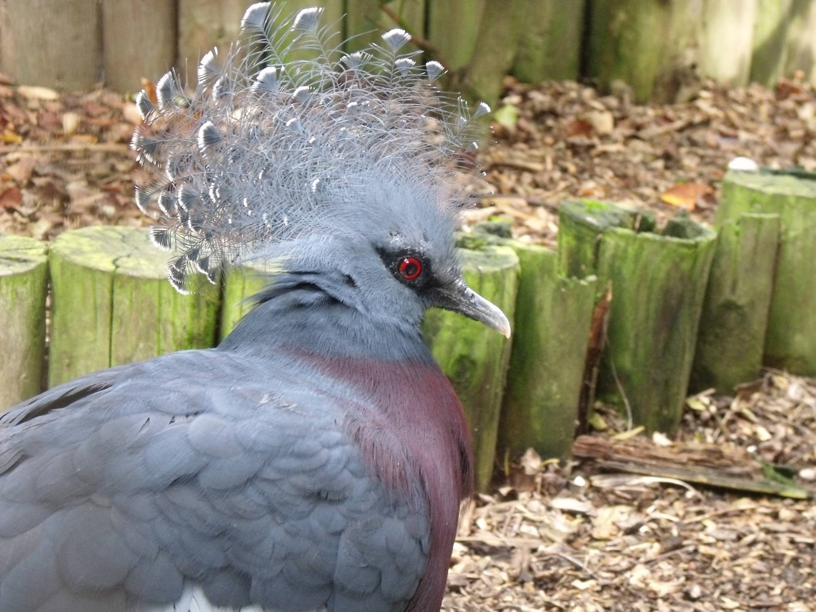 Victoria Crowned Pigeon