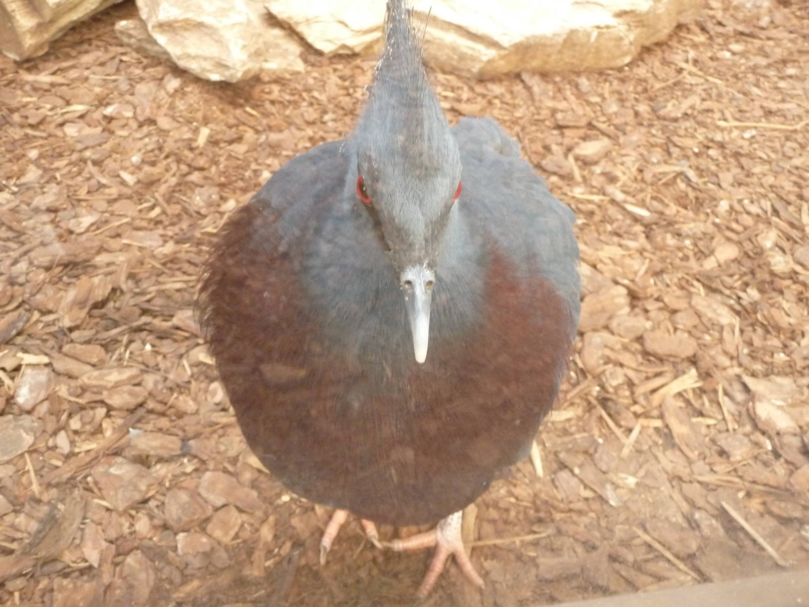 Victoria Crowned Pigeon