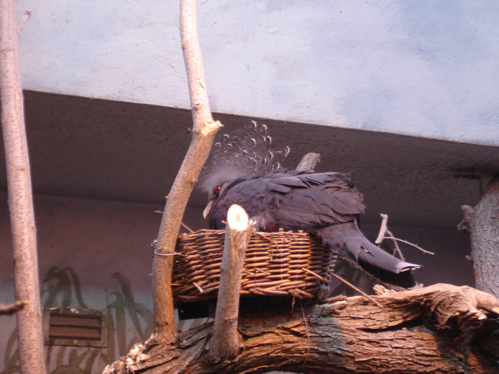 Victoria Crowned Pigeon