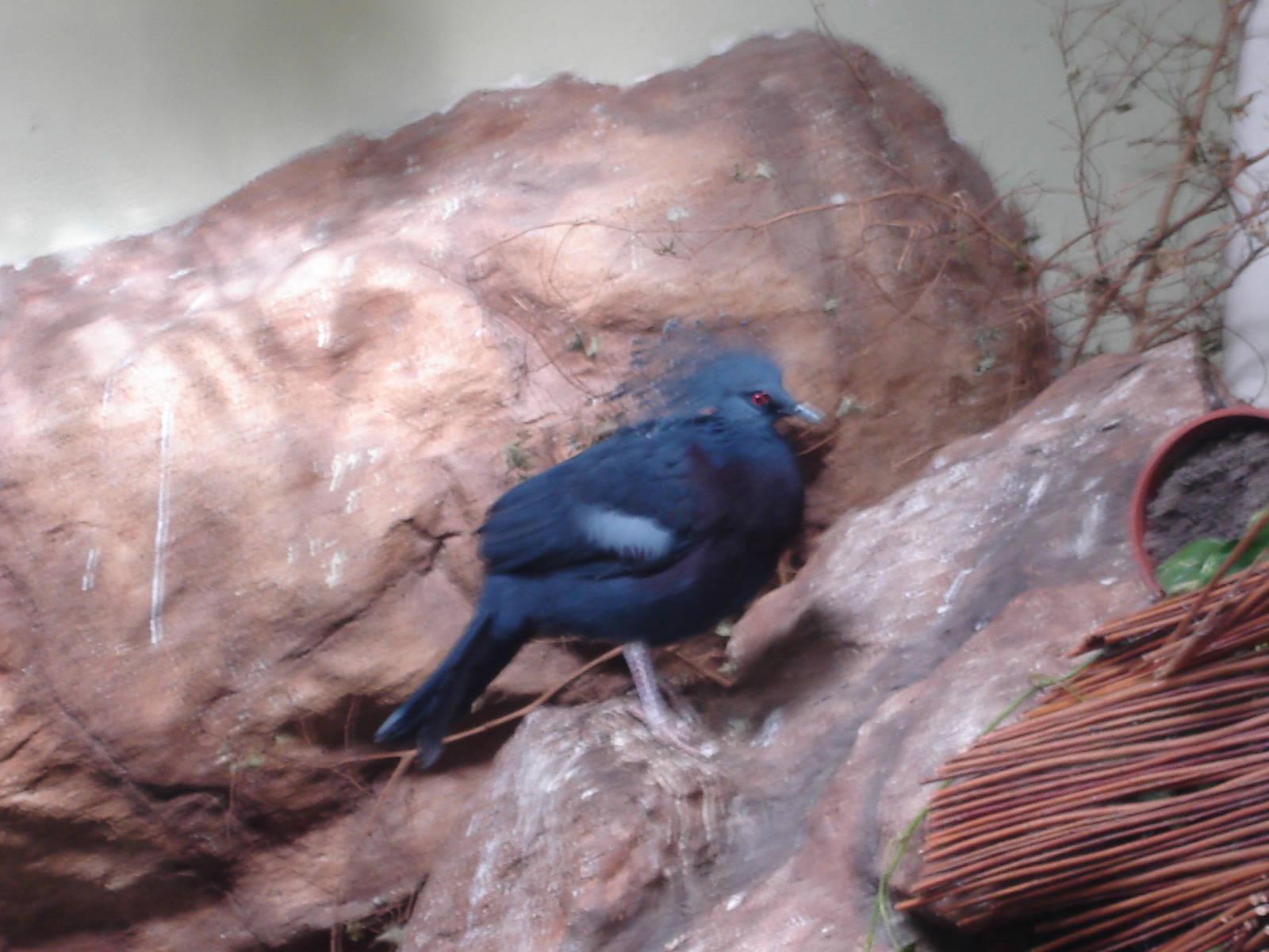 Victoria Crowned Pigeon