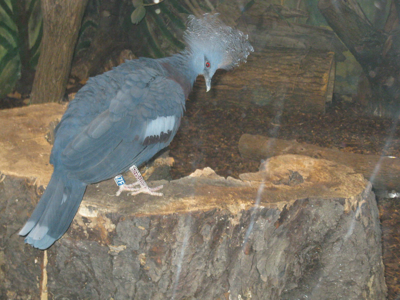 Victoria Crowned Pigeon