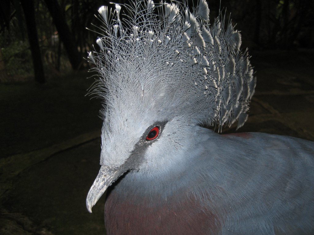 Victoria Crowned Pigeon