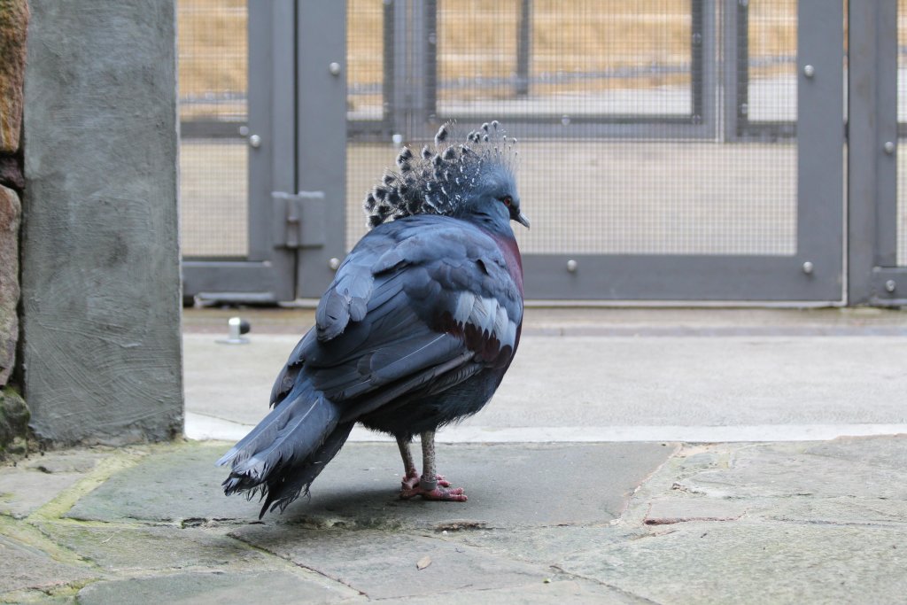 Victoria Crowned Pigeon