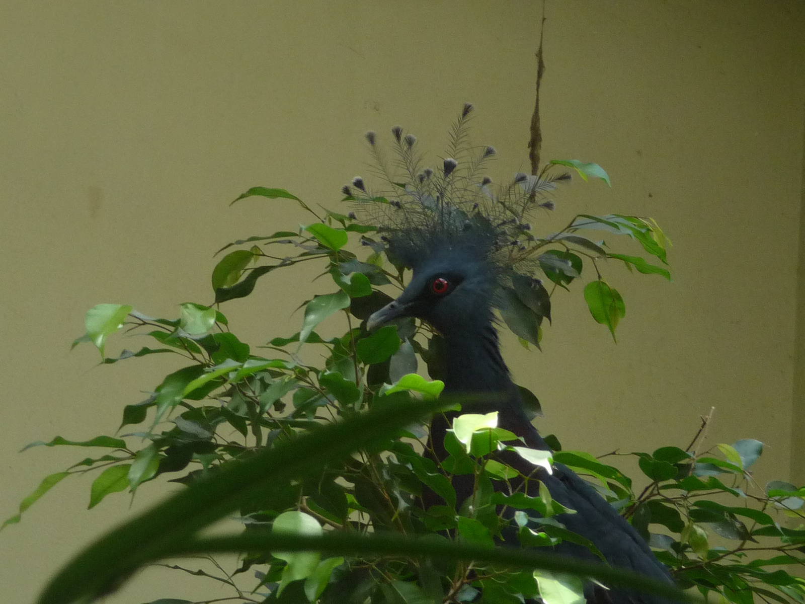 Victoria Crowned Pigeon