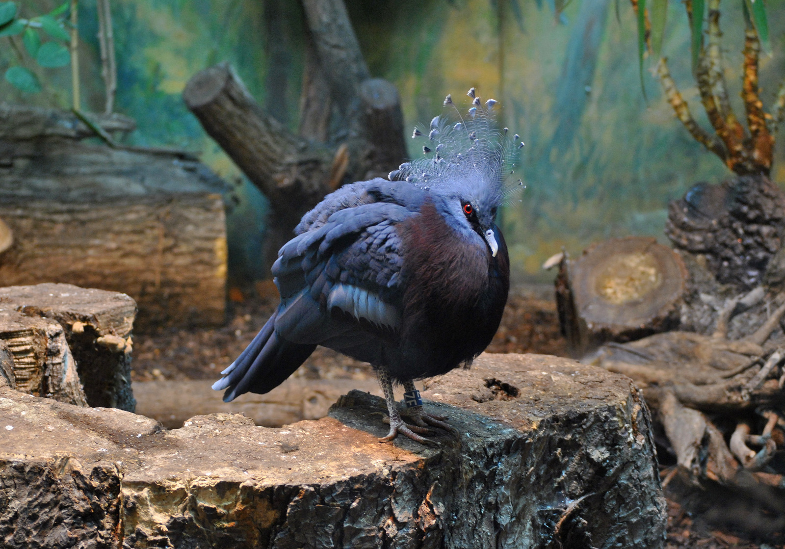 Victoria Crowned Pigeon
