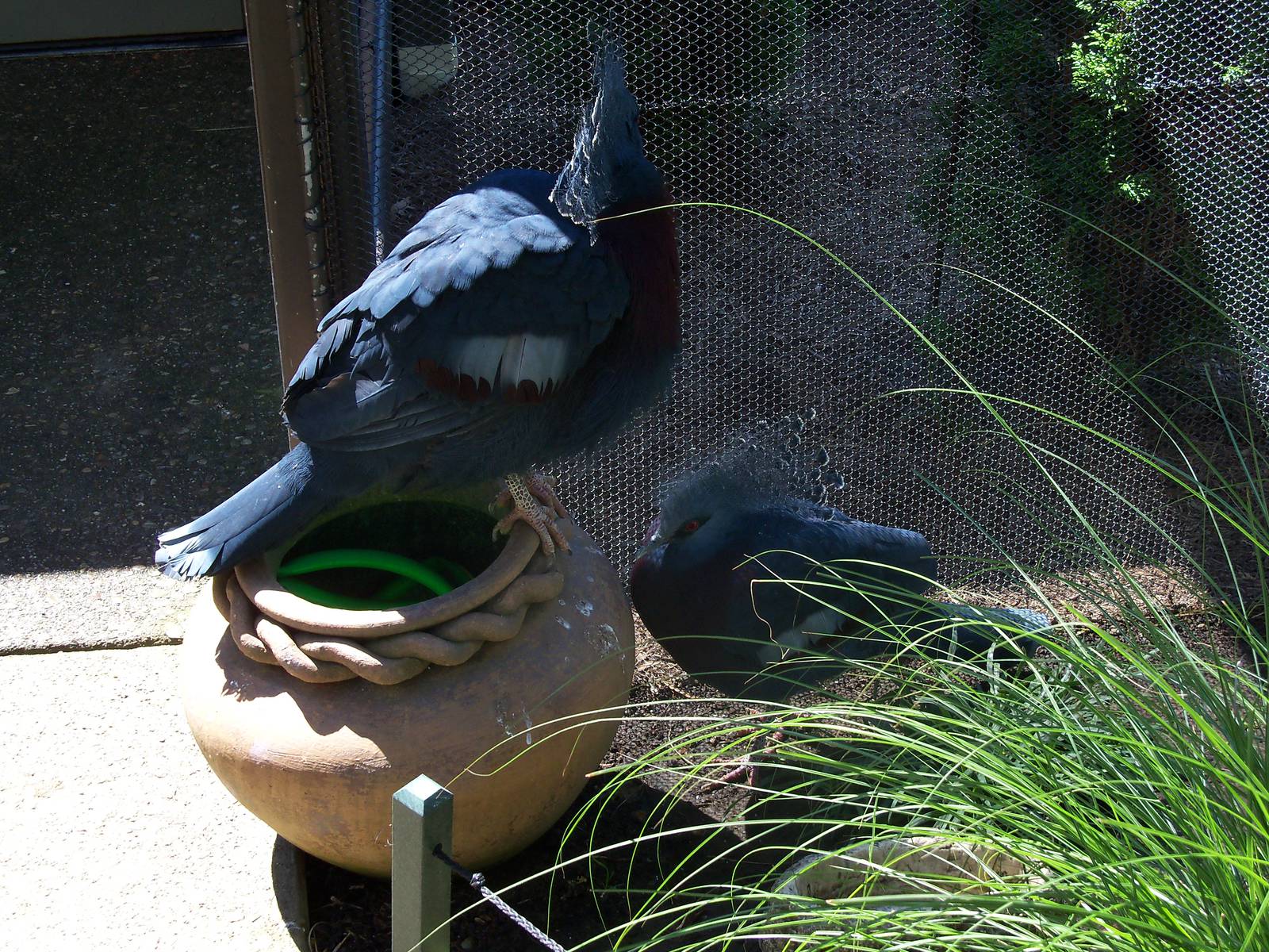Victoria Crowned Pigeon