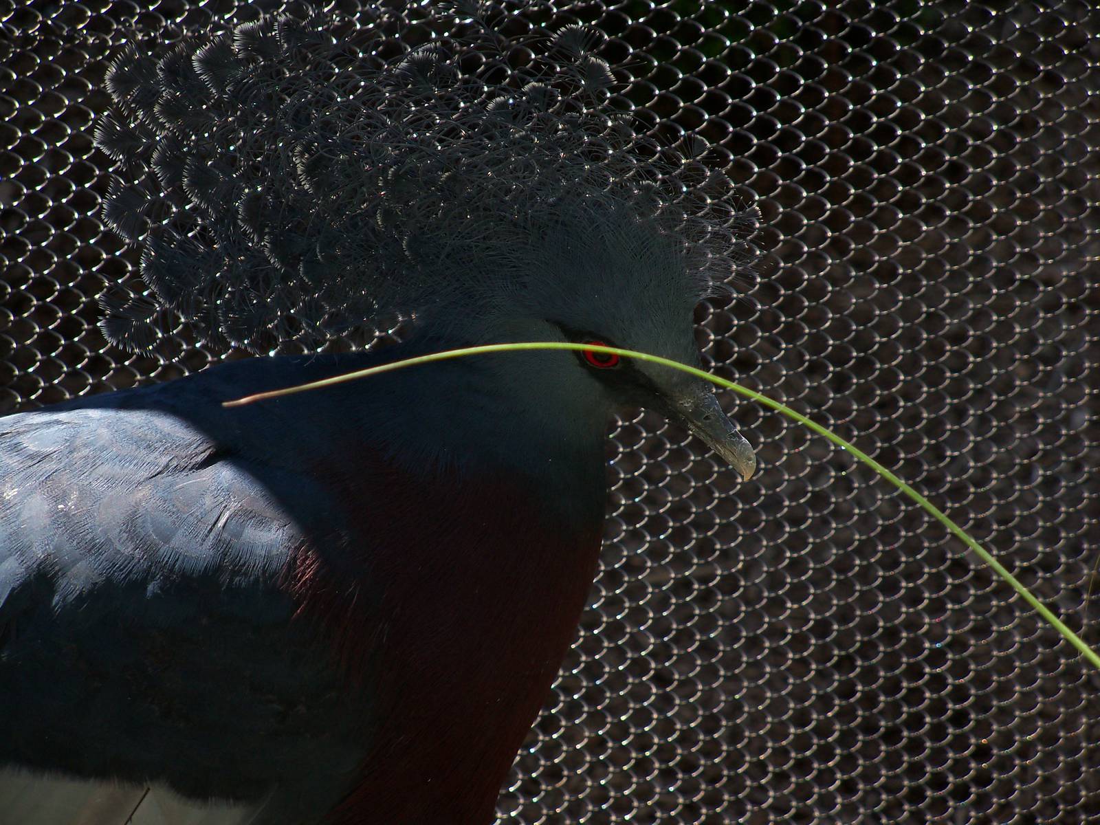 Victoria Crowned Pigeon