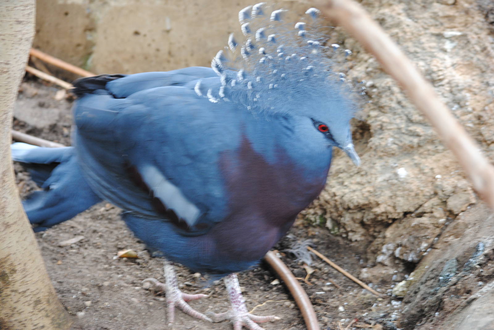 Victoria Crowned Pigeon