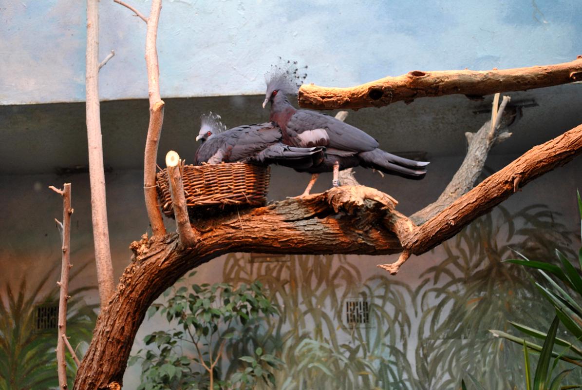 Victoria Crowned Pigeon