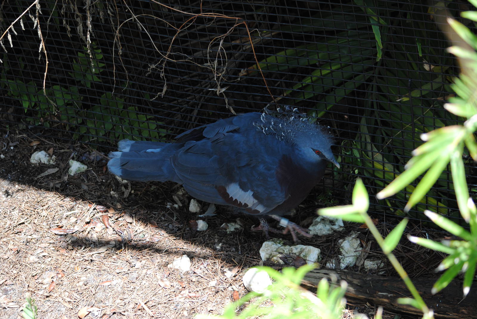 Victoria Crowned Pigeon