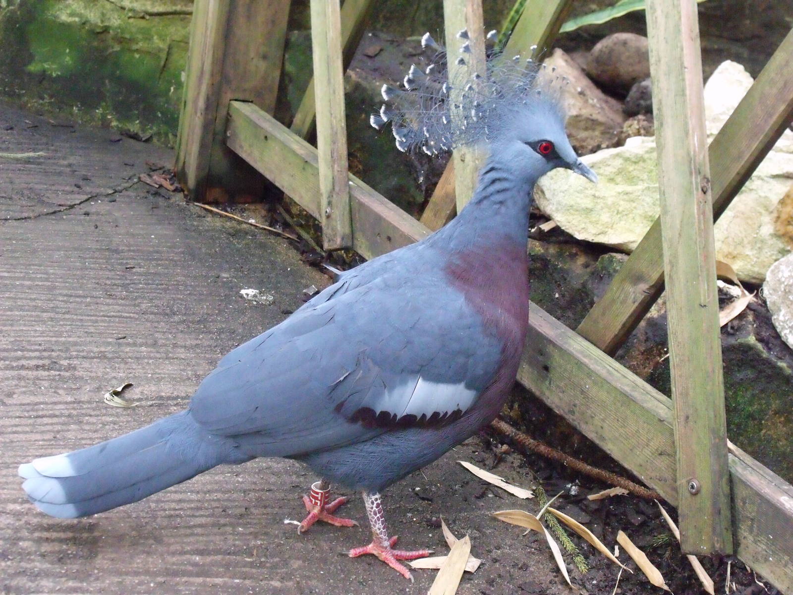 Victoria Crowned Pigeon