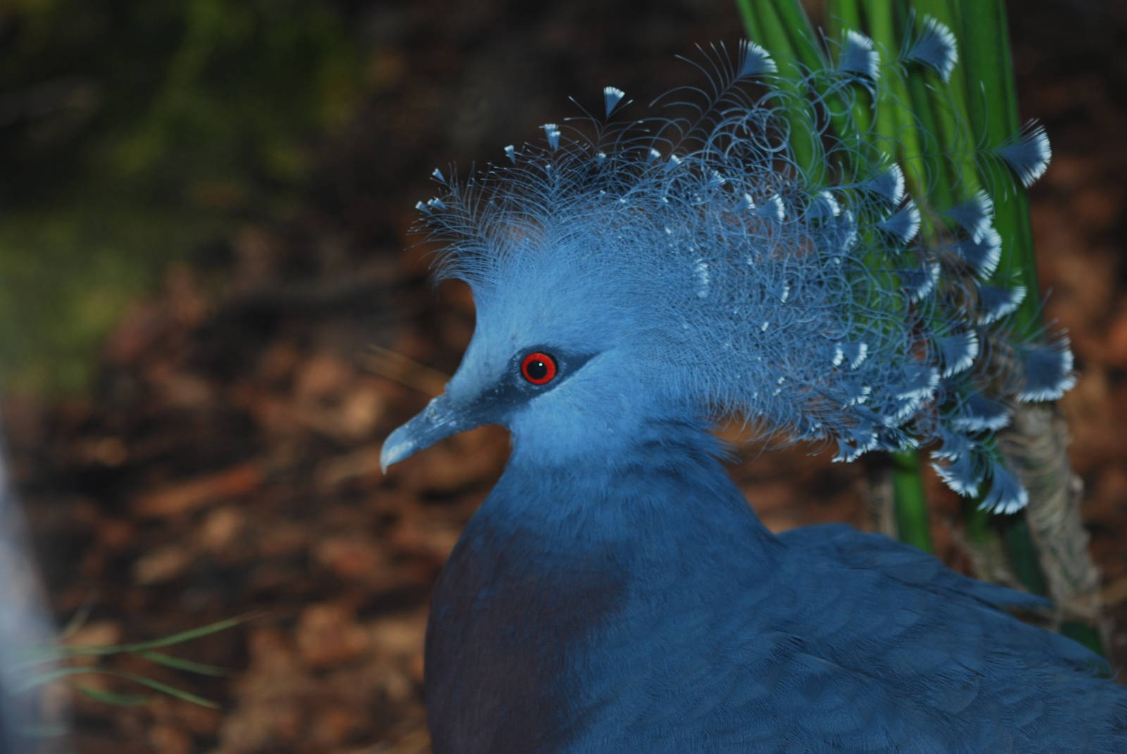 Victoria crowned pigeon