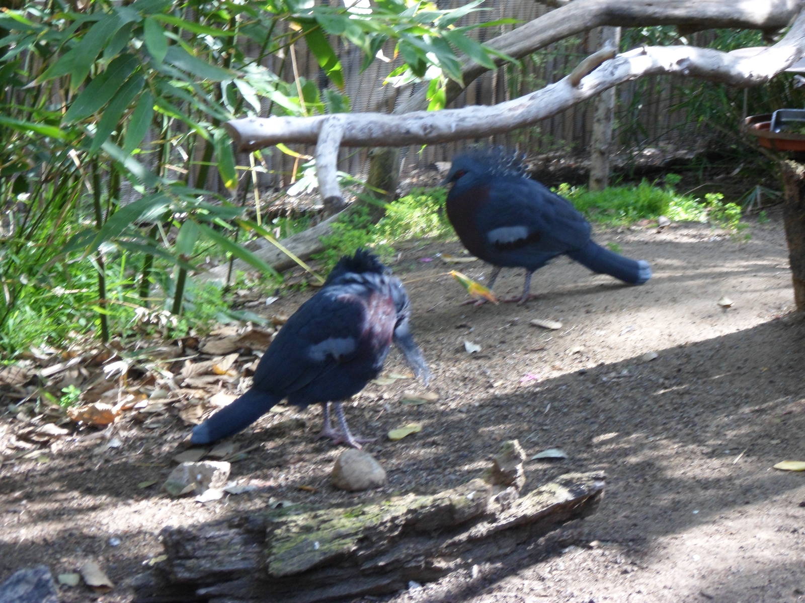Victoria Crowned Pigeon