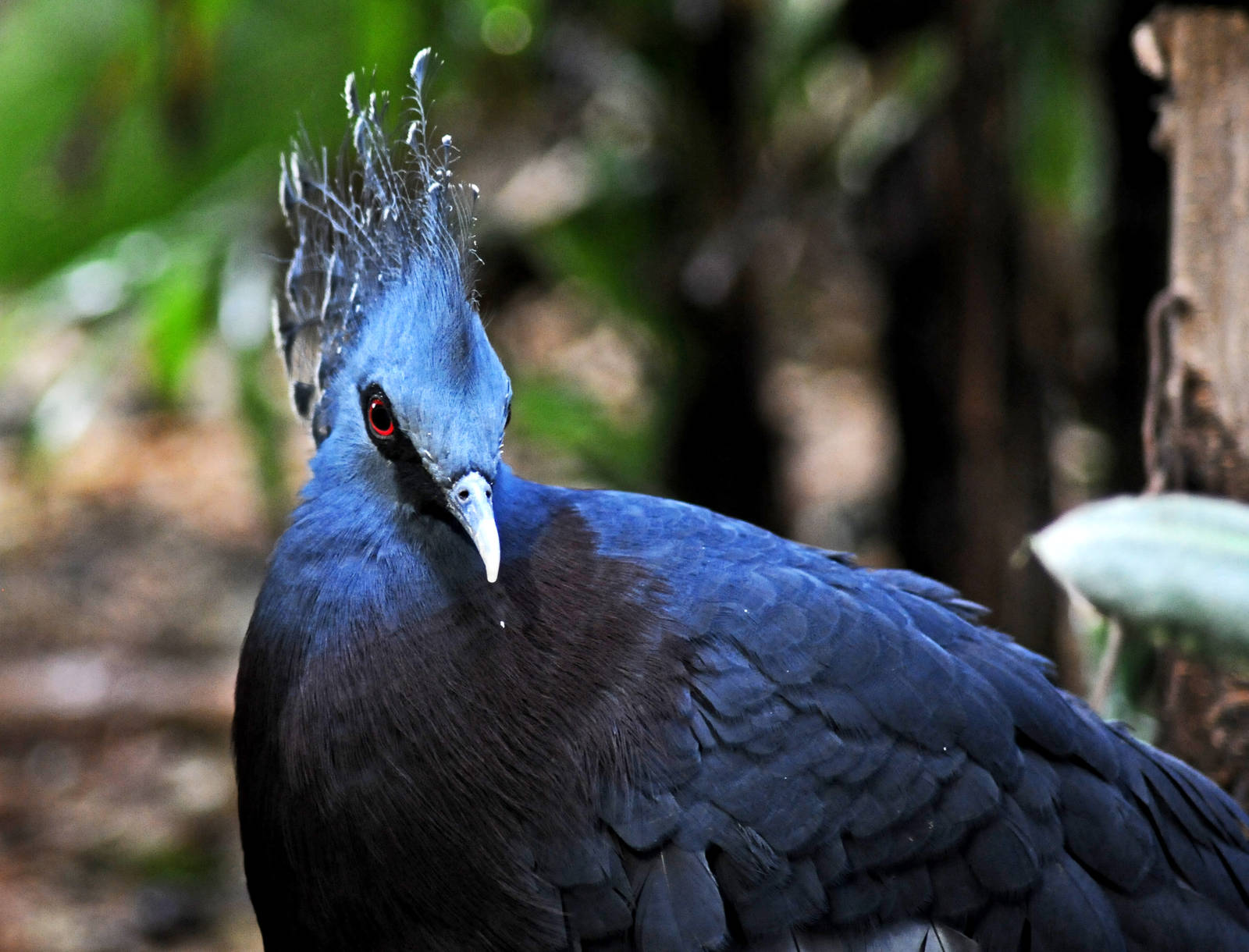 Victoria Crowned Pigeon
