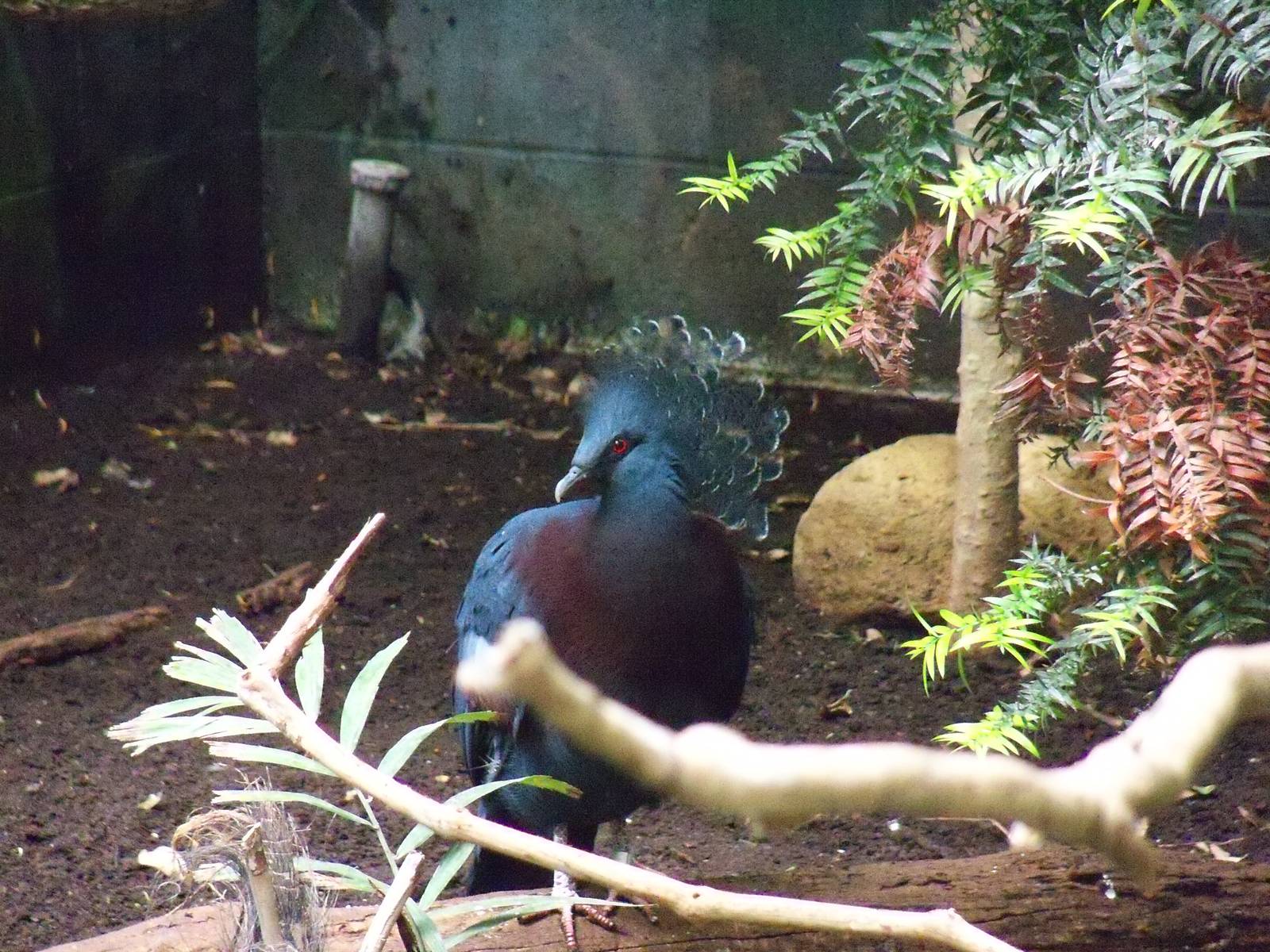 Victoria Crowned Pigeon