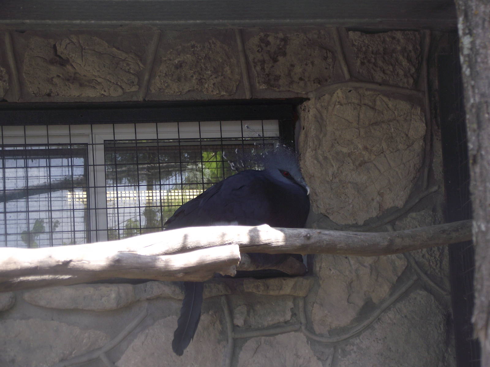 Victoria Crowned Pigeon