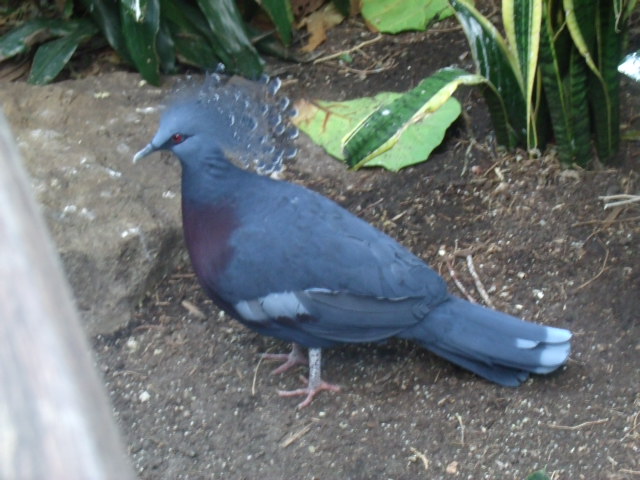 Victoria Crowned Pigeon