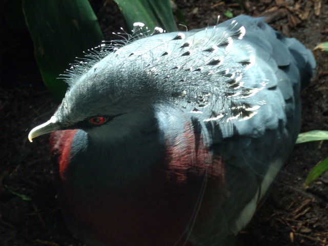 Victoria Crowned Pigeon