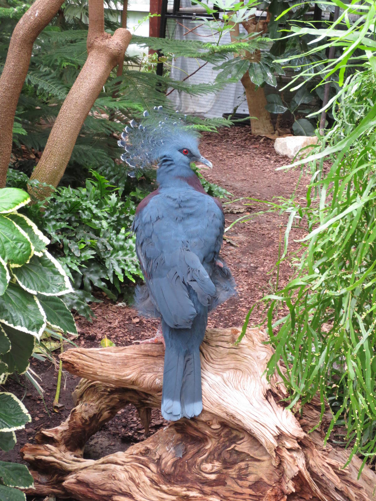 Victoria Crowned Pigeon