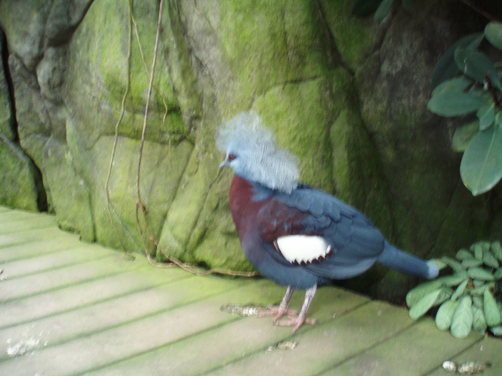 Victoria crowned pigeon