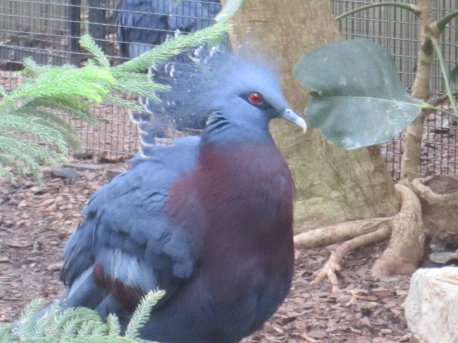 Victoria Crowned Pigeon