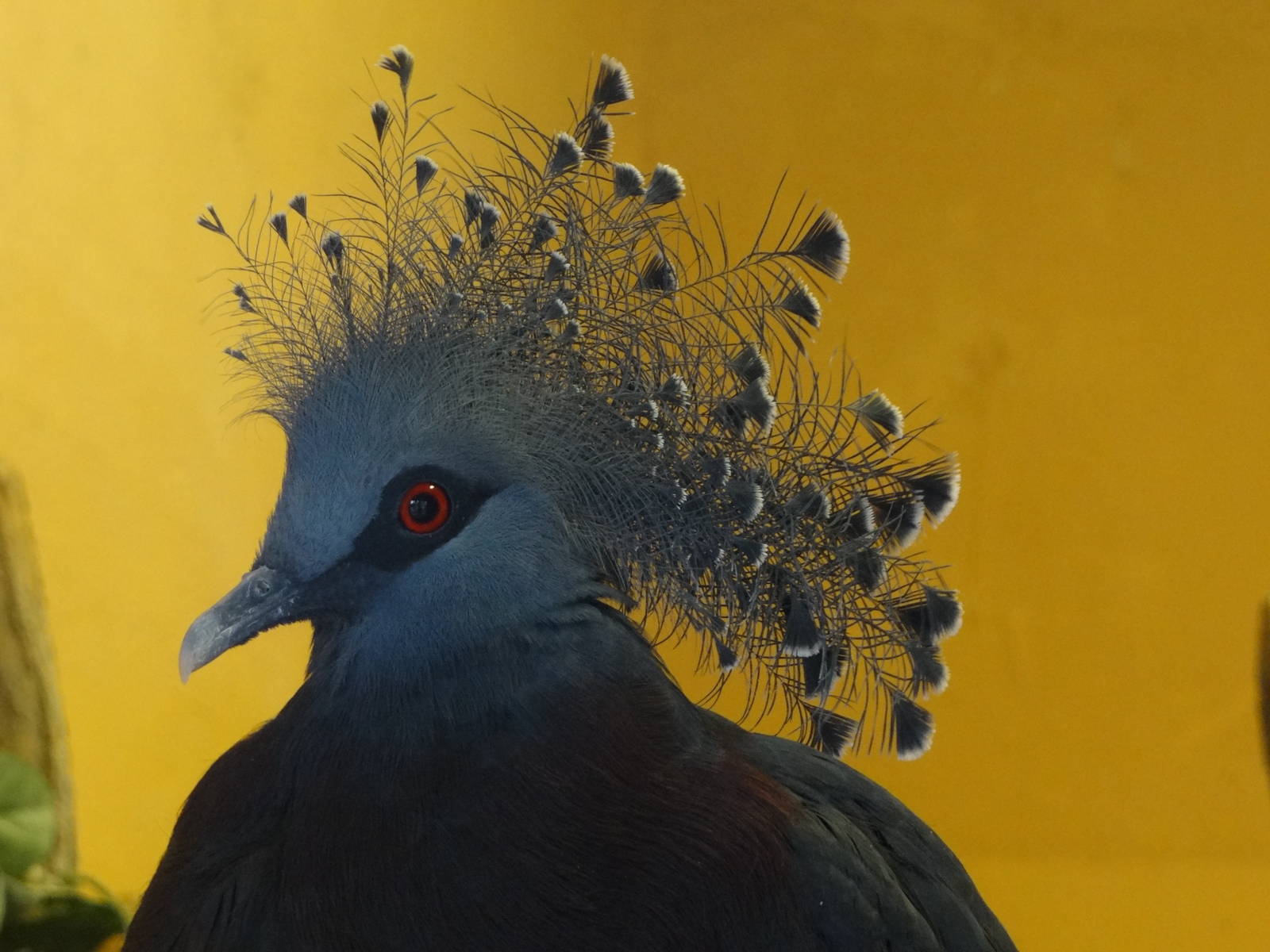 Victoria crowned pigeon