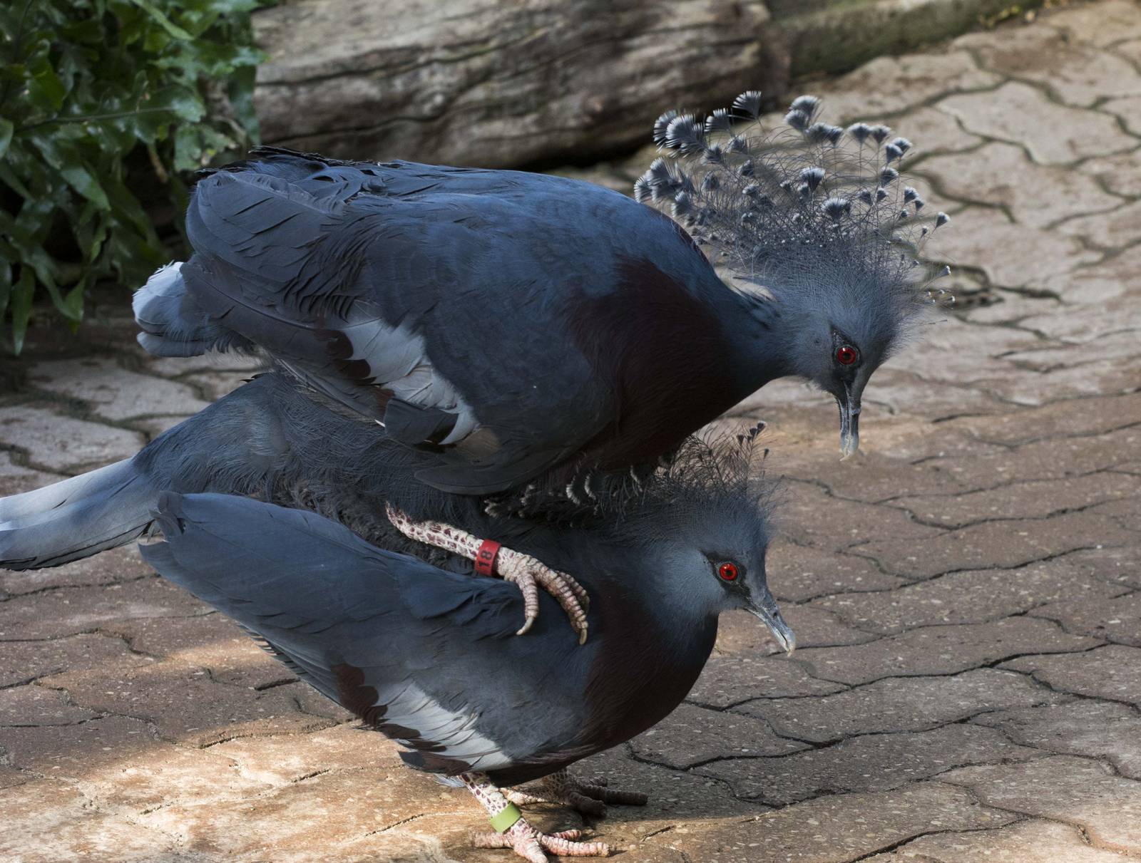 Victoria Crowned Pigeon
