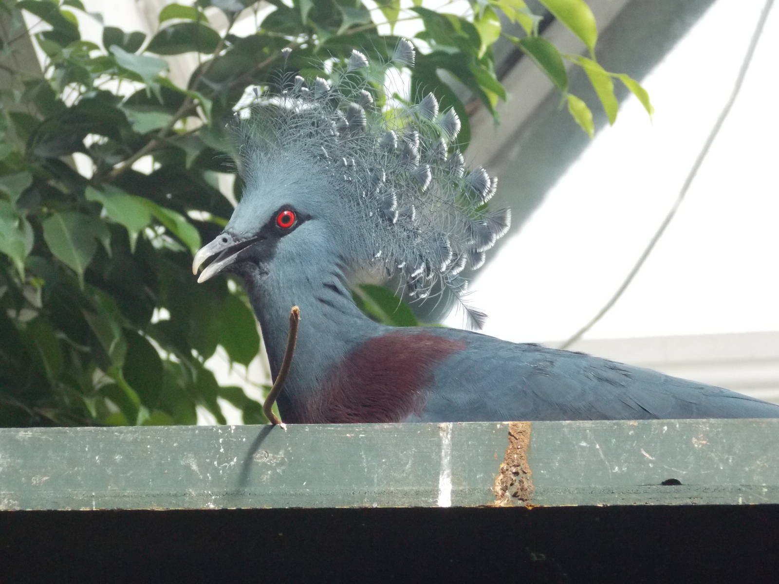Victoria crowned pigeon