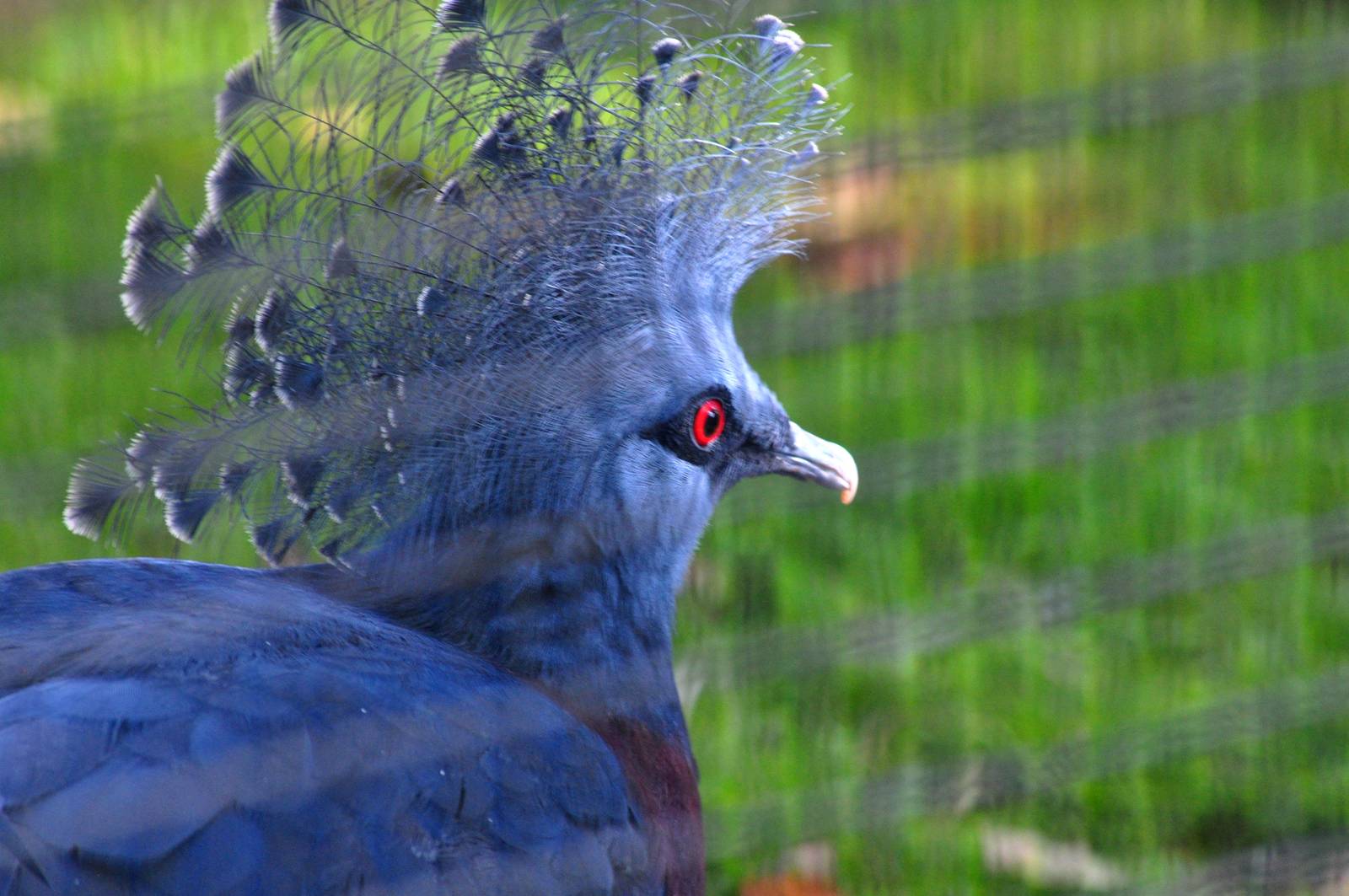 Victoria Crowned Pigeon