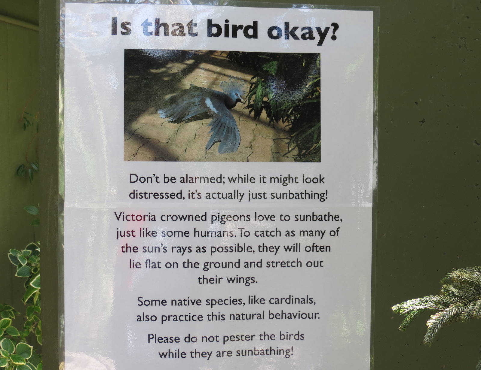 Victoria Crowned Pigeon